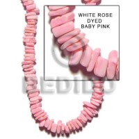 White rose dyed in baby