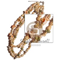 3 rows luhuanus nassa tiger mongo shell