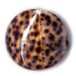 round tiger cowrie 40mm Shell Pendants