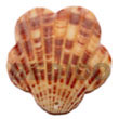 Shell Pendants Piktin Scallop Pendants Shell Pendants Products - Cebujewelry.com